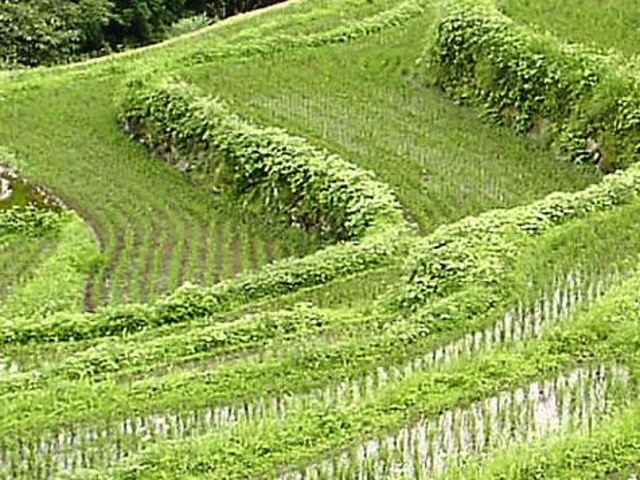アクセルゼンカイさんの中山の棚田(仁川登・影ノ浦)の投稿写真1