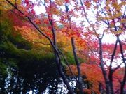 しょうこさんの茶室 童子苑の投稿写真1