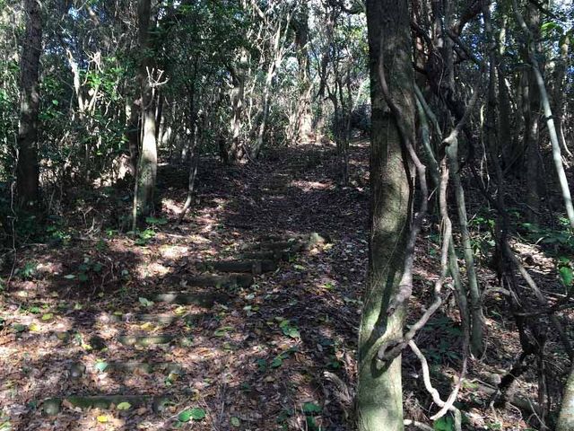 JOEさんの国見山一帯の広葉樹の投稿写真1