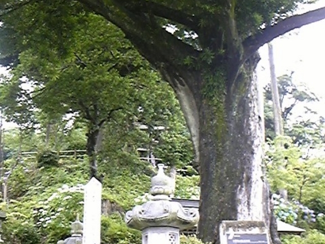 さとけんさんのイヌマキの投稿写真4