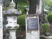 さとけんさんのイヌマキの投稿写真1