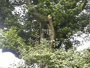 さとけんさんのイヌマキの投稿写真2