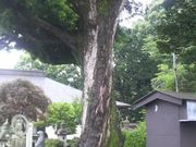 さとけんさんのイヌマキの投稿写真3