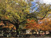 マイBOOさんの関ケ原鐘乳洞の投稿写真1