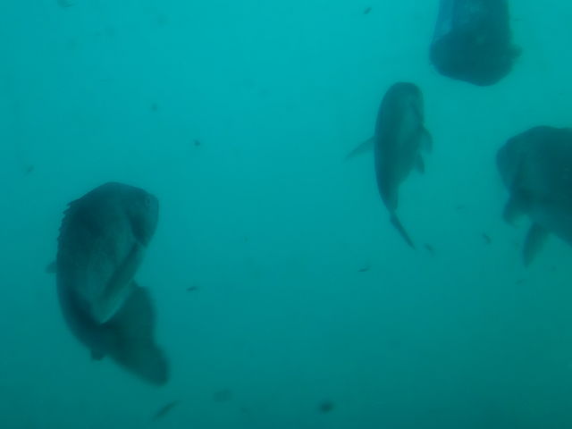 クロダイ_ちょこっと海散歩 スタークルーズ館山