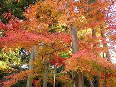 本土寺(あじさい寺)の写真4