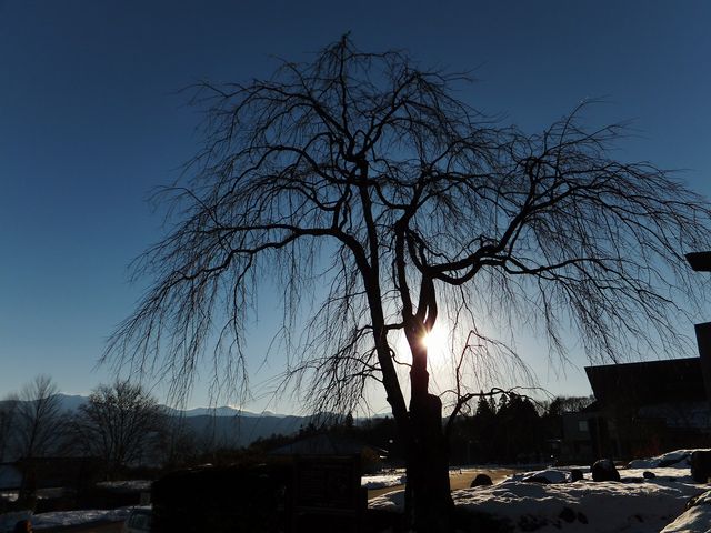 山門の桜に日の出 4_光前寺