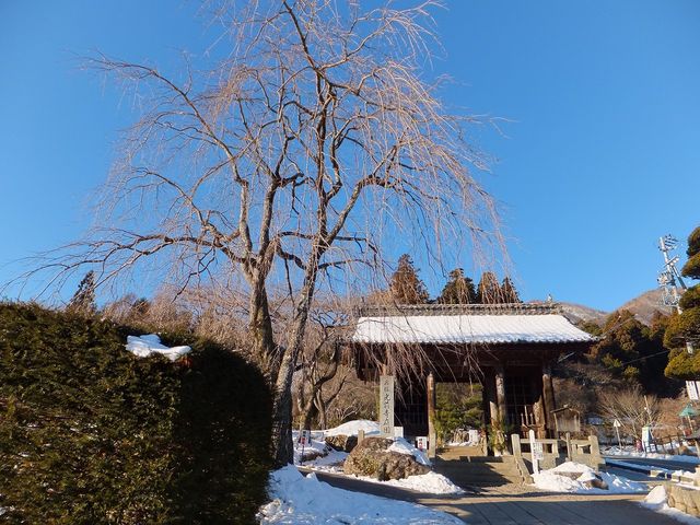 早朝の山門_光前寺