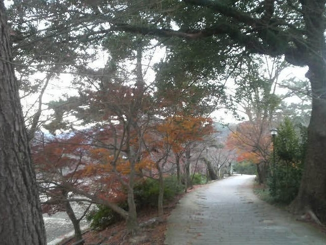 宇治川畔の桜並木_宇治川畔の桜並木