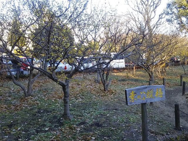素心蝋梅_忠生公園