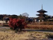 ニイチャンさんの法起寺の投稿写真1