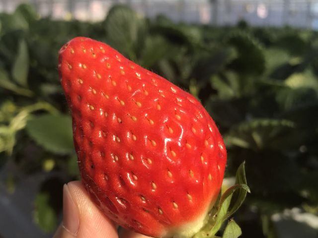 大粒完熟なイチゴ美味しかった!_ベリーズショップ大樹