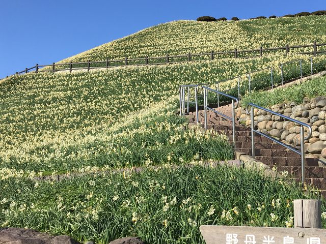 poporonさんの水仙公園の投稿写真1