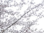 フルスピードさんの桜山公園の桜の投稿写真1