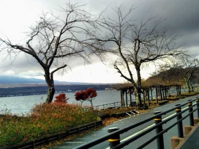 『山中湖サイクリングロード』。_サイクリングロード