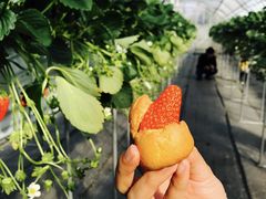 平松観光アグリス浜名湖の写真1