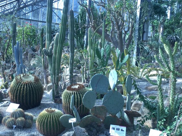サバンナ温室室内_筑波実験植物園