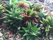 ゆうさんの筑波実験植物園の投稿写真3