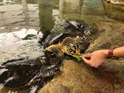 たぬさんの奄美海洋展示館の投稿写真1