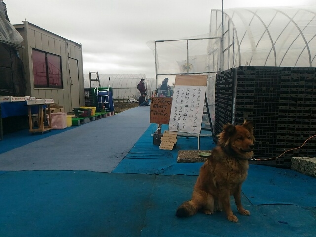 いちご狩りハウスと愛犬君 角度違い_芳賀いちご園