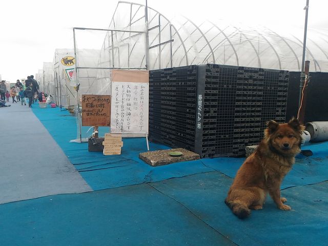 いちご狩りハウスと愛犬君_芳賀いちご園