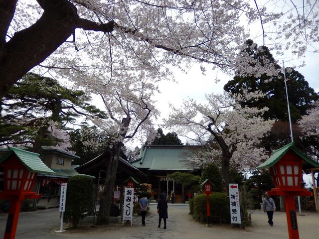 境内に咲き誇る桜_愛宕神社