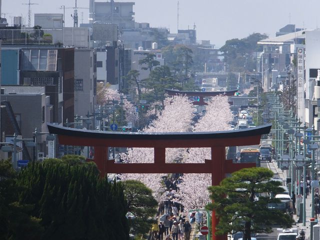 段葛
