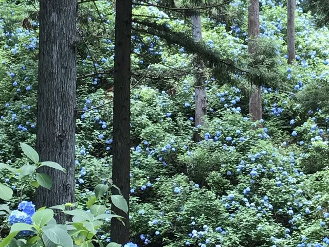 これもほんの一部にすぎません。_みちのくあじさい園