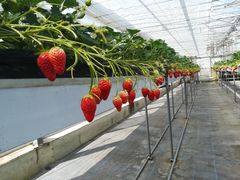 くにさんの大中垣見イチゴ園への投稿写真1