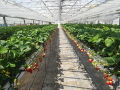 くにさんの大中垣見イチゴ園への投稿写真2