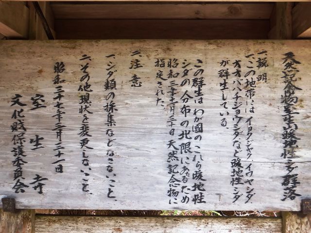 こぼらさんの室生山暖地性シダ群落の投稿写真3