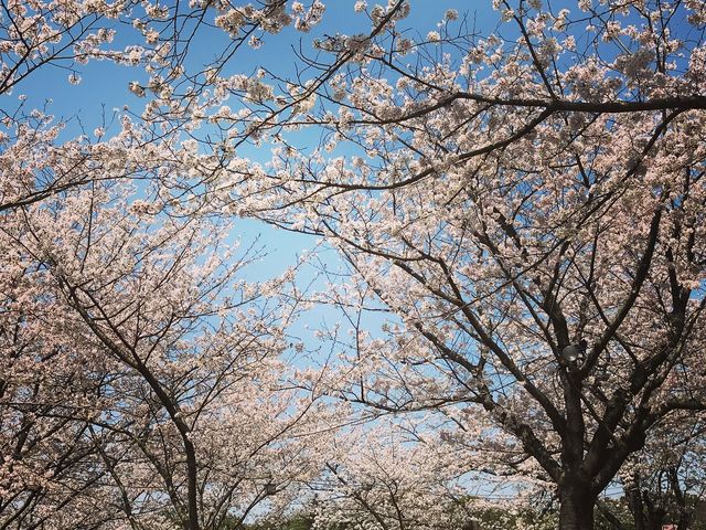 桜_吉野公園