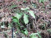 こぼらさんの室生山暖地性シダ群落の投稿写真1