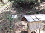 こぼらさんの室生山暖地性シダ群落の投稿写真2