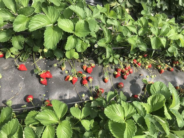 真っ赤なイチゴ!_広川いちご園