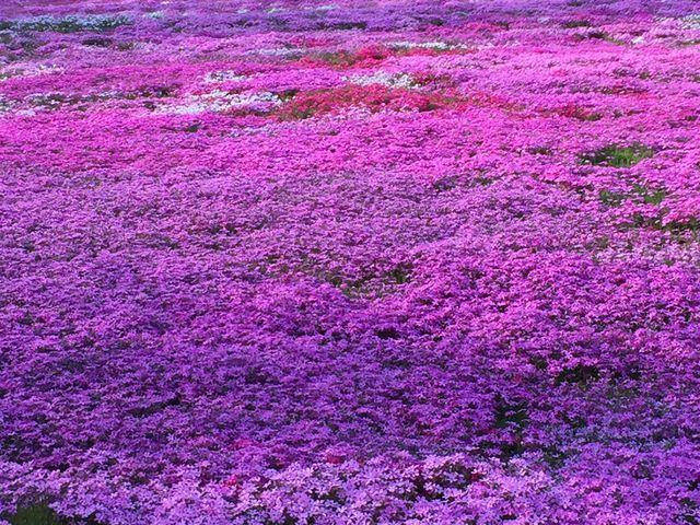 夕暮れ前の光と陰の芝桜風景_国田家の芝桜