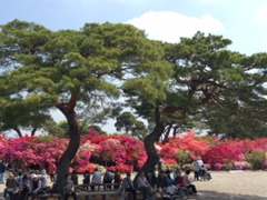 つつじが岡公園のツツジの写真1
