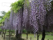 satoさんの蓮華寺池公園の投稿写真4