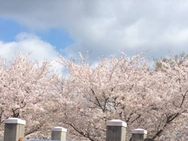 遊具の上から撮った桜_千葉県立関宿城博物館