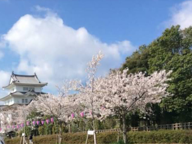 関宿城と桜_千葉県立関宿城博物館