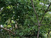 かなさんの運天森園地の投稿写真1