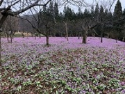 kekeさんのカタクリの花(かたくり群生の郷)の投稿写真1