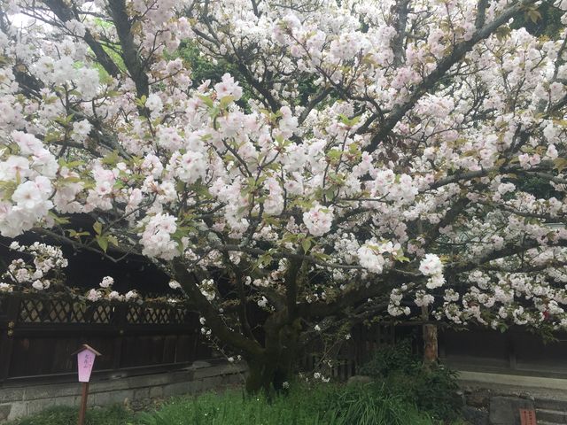 目の前の平野神社は桜が満開。_クリケット