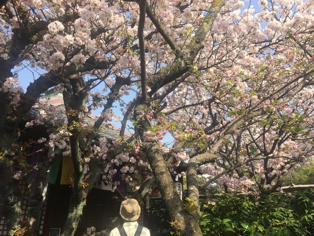 すごい、素晴らしい満開の桜_雨宝院