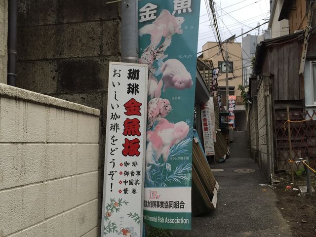金魚を見るのも楽しい_金魚坂