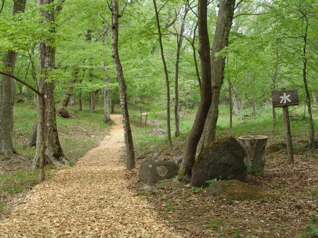 木のチップが敷き詰められた道_水林自然林
