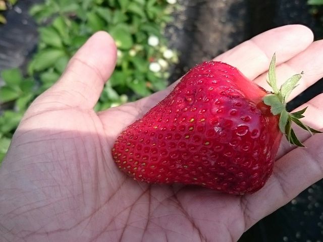 こんなイチゴがゴロゴロ♪_石毛いちご園