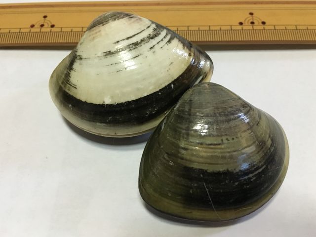 ハマグリ6.5cm(写真を手前から撮ったのでサイズがおかしいです)
H30.5.4 竹島海岸 2個_潮干狩(竹島海岸)