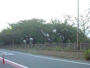 りすさんの水元さくら堤の投稿写真1