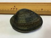 かなめさんの潮干狩(竹島海岸)の投稿写真2